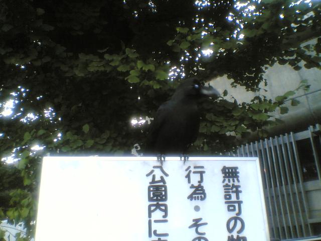 Tokyo_Crow.jpg