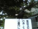 Tokyo Crow