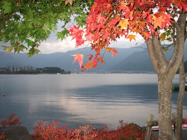 Autumn_Tree.jpg