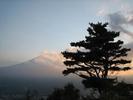 Fuji Tree