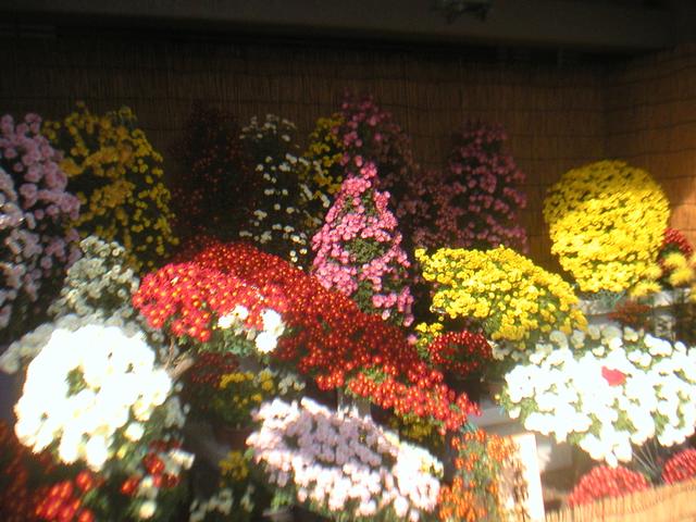 Flowers.jpg