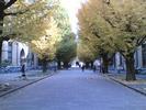 ClockTower Autumn Avenue