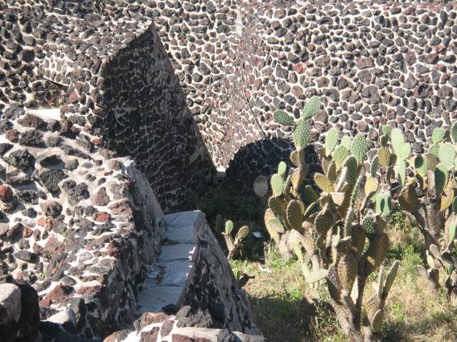 Tenochtitlan_Cactus.jpg