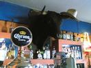 Corona Bull