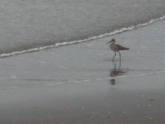 Beach_Bird.jpg