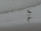 Beach Bird