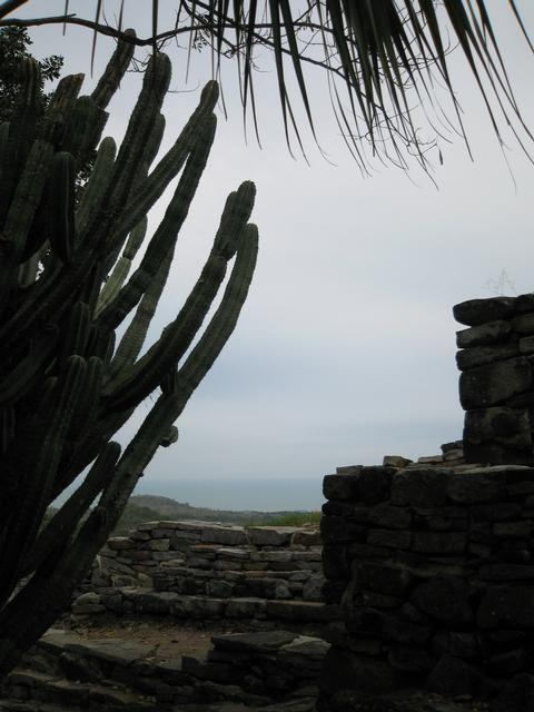 Cactus_view.jpg