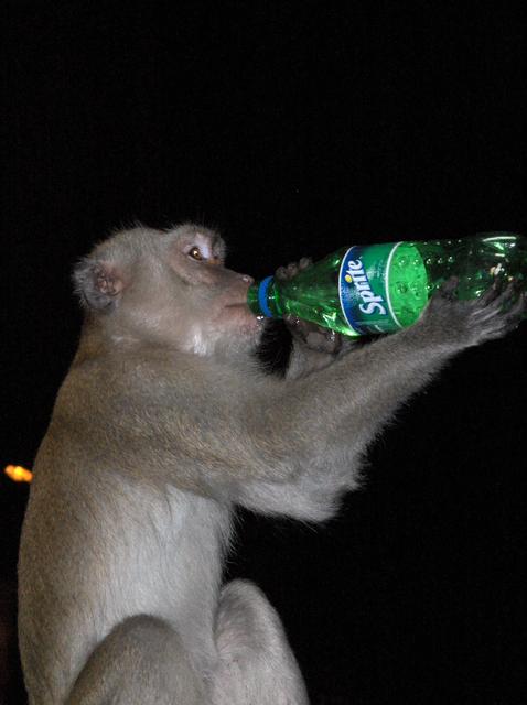 Monkey_sprite.jpg