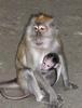 Monkey with baby