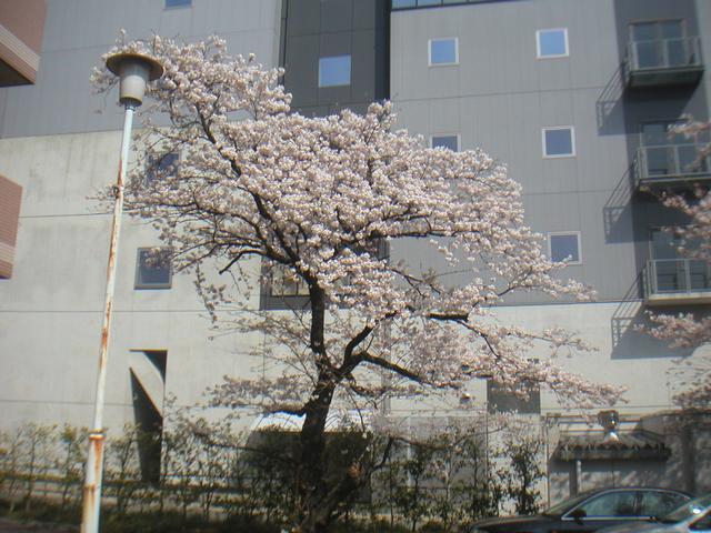 Sakura.jpg
