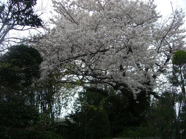 31OhtaHanami/Sakura.jpg