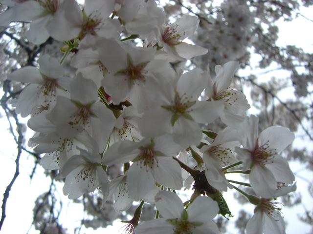 Sakura3.jpg