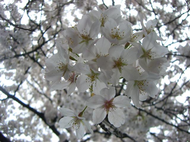 Sakura4.jpg