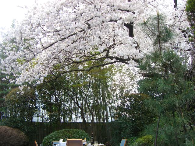 31OhtaHanami/Sakura8.jpg