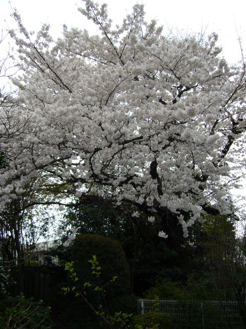 31OhtaHanami/Sakura9.jpg