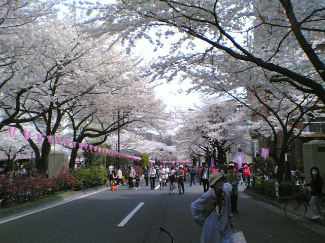 CherryBlossom.jpg