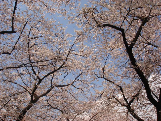 01Hanami/CherryBlossom2.jpg