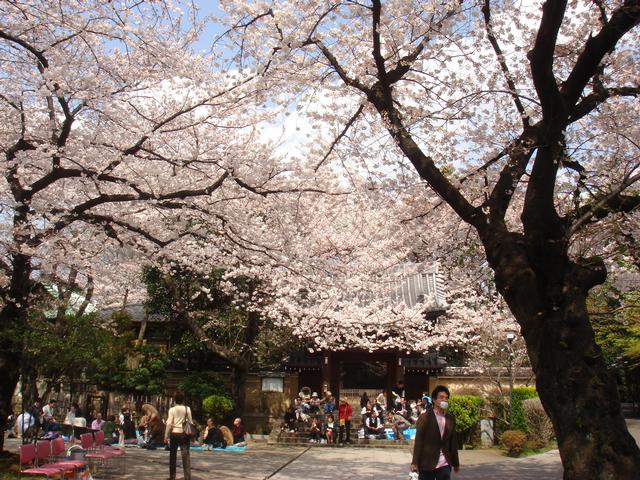 01Hanami/CherryBlossom3.jpg