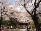 CherryBlossom3