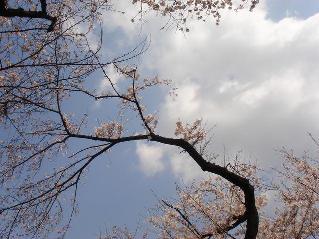 01Hanami/CherryBlossom4.jpg