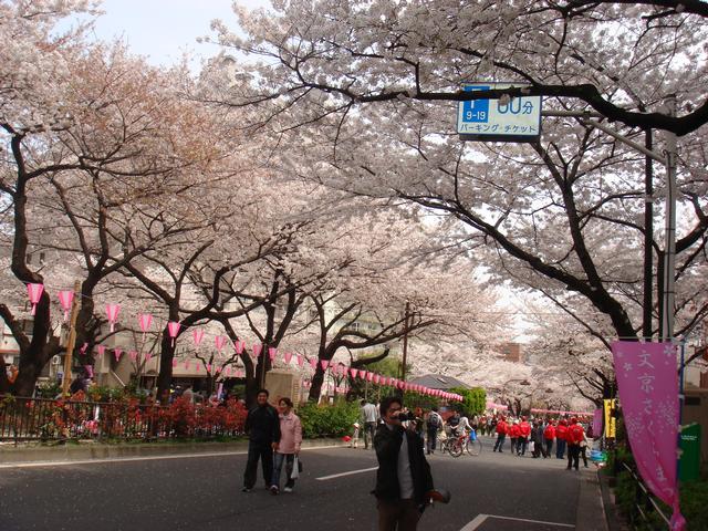 CherryBlossom5.jpg