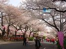 CherryBlossom5