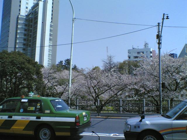 CherryBlossom.jpg