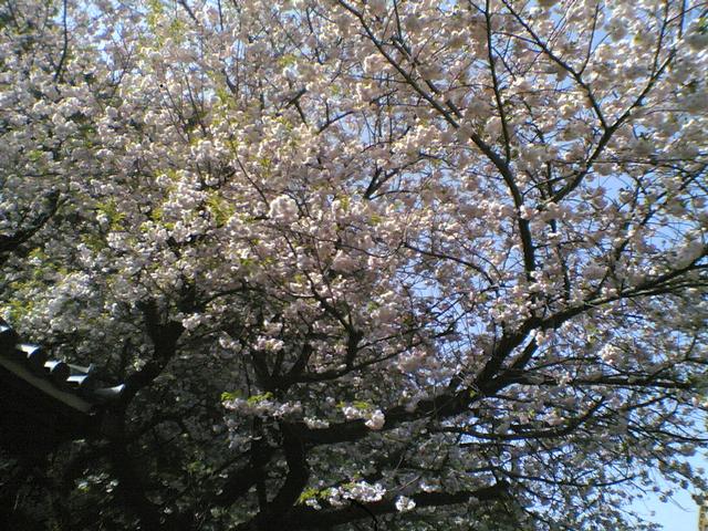 CherryBlossom2.jpg