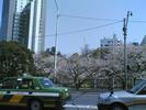 05Hanami