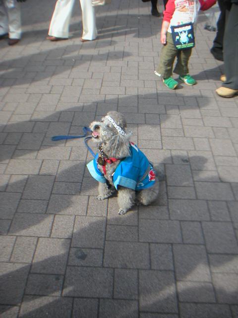 12JapaneseVolunteer/Samurai_Dog.jpg