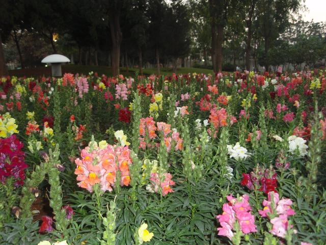 Flowers3.jpg