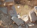 Golconda Fort Squirrel