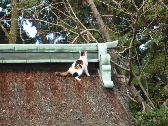 Cat_on_the_Roof.jpg