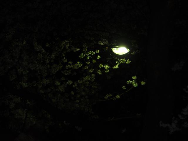 02Sakura/Moonlight.jpg