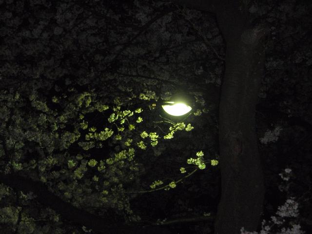 Moonlight2.jpg