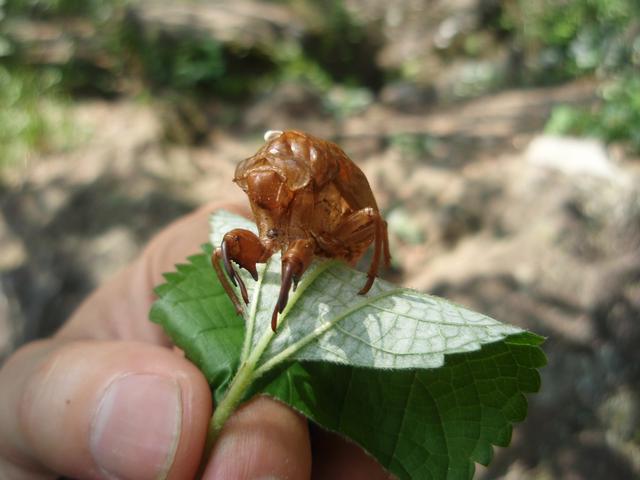 02YugawaraClimbing/Cicada_skin.jpg