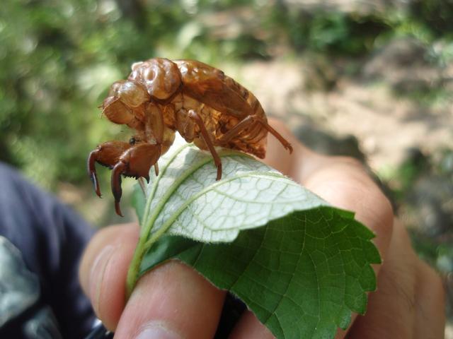 02YugawaraClimbing/Cicada_skin2.jpg