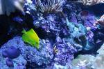 Colorful fishes2