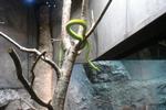 Green Snake