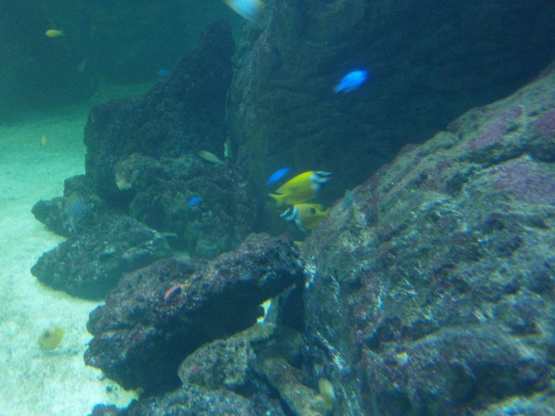 Yellow_Pilot_Fish.jpg