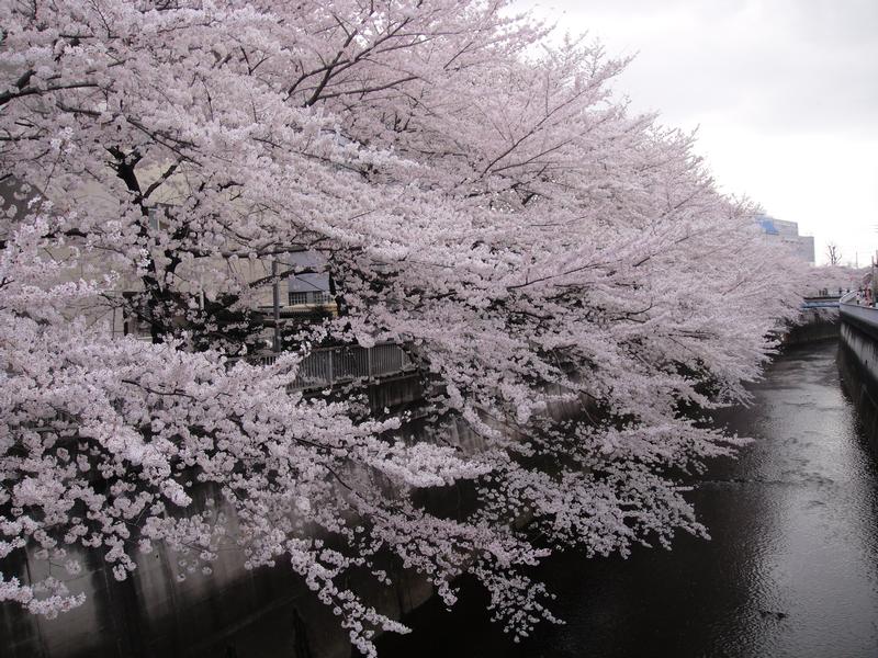 Sakura2.jpg