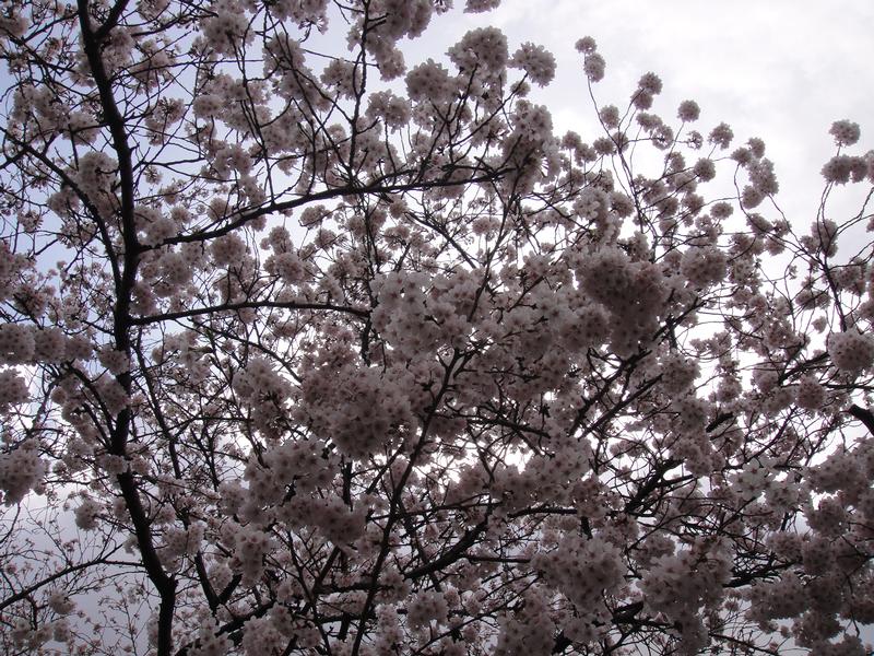 Sakura3.jpg