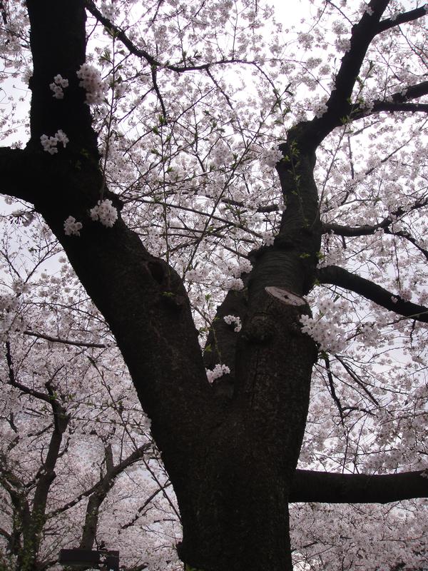 Sakura4.jpg