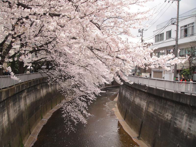 Sakura5.jpg